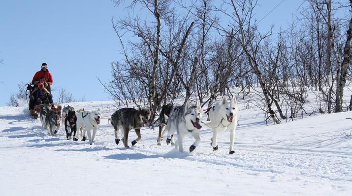 Dog sledding-Abisko-Dog Sledding in the Arctic in Abisko-1
