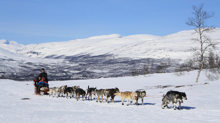 Dog sledding-Abisko-Dog Sledding in the Arctic in Abisko-5