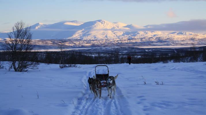 Dog sledding-Abisko-Dog Sledding in the Arctic in Abisko-4