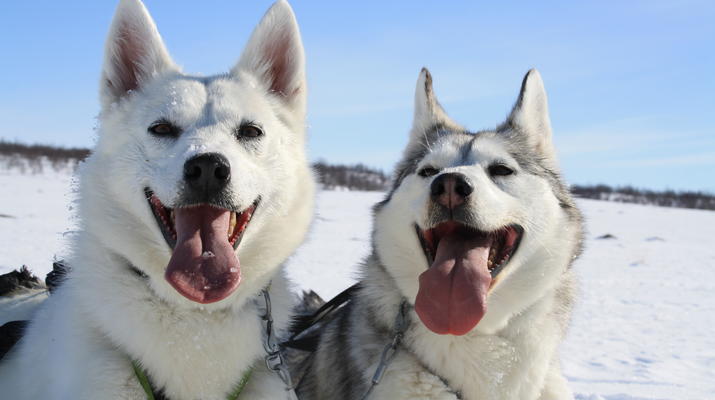 Dog sledding-Abisko-Dog Sledding in the Arctic in Abisko-6